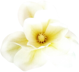 ISOLATED YELLOW FLOWER. BEAUTIFUL FLOWER WITH HINTS OF YELLOW AND AROMA OF VANILLA AND FRESH AND CLEAN GARDEN.
