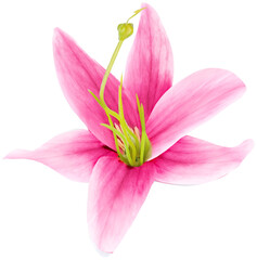 ISOLATED YELLOW FLOWER. BEAUTIFUL FLOWER WITH HINTS OF PINK AND AROMA OF VANILLA AND FRESH AND CLEAN GARDEN.
