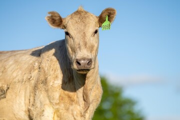 australian farming landscape in springtime with angus and murray grey cows growing beef cattle
