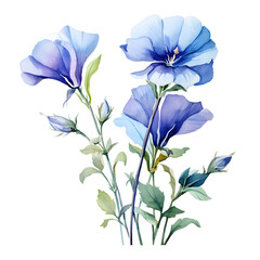Butterfly pea, Flowers, Wtercolor illustrations