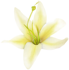 ISOLATED YELLOW FLOWER. BEAUTIFUL FLOWER WITH HINTS OF YELLOW AND AROMA OF VANILLA AND FRESH AND CLEAN GARDEN.
