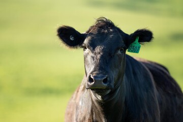 black angus cow portrait on a farm in australia