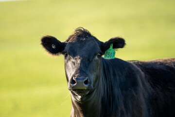black angus cow portrait on a farm in australia