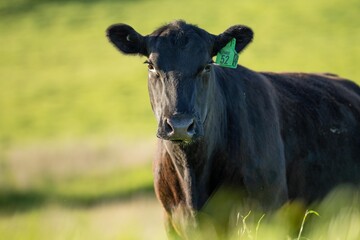 Australian wagyu cows grazing in a field on pasture. close up of a black angus cow eating grass in...