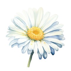 One watercolor daisy flower. Chamomile on white