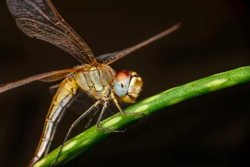 Foto op Aluminium Macro shots, showing of eyes dragonfly and wings detail. Beautiful dragonfly in the nature habitat. © blackdiamond67