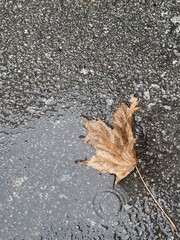 Orange Autumn Maple leaf on the ground. Dry Autumn leaves in water. Rainy weather background with copy space. Vertical photo with fall foliage. 