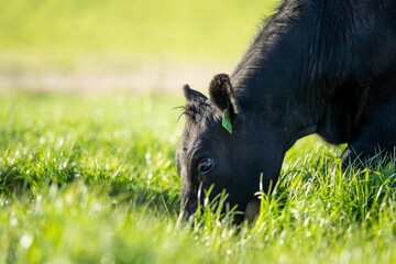 black angus beef cow in a field close up in australia - obrazy, fototapety, plakaty