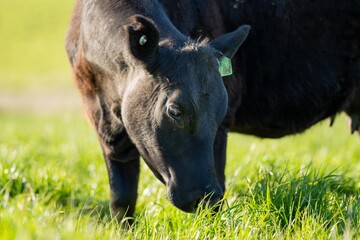 black angus beef cow in a field close up in australia
