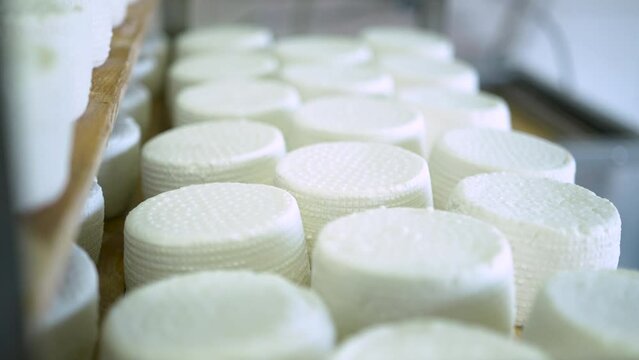 goat cheese. wheel of cheese. farm products. production.healthy food. natural product - goat cheese