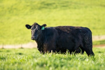 black angus beef cow in a field close up in australia