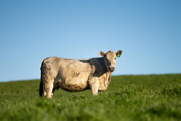 brown cow in a field on green grass