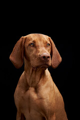 An attentive Vizsla dog gazes into the distance, its sleek golden coat standing out against a stark black background
