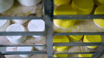 goat cheese ripens on stilages. The yellow goat cheese icing is drying out. farm products. cheese production