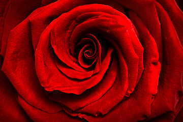 a beautiful red rose close-up
