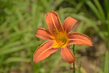 orange lily in the garden