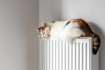 A beautiful three-colored cat warms itself on the radiator, Winter period, Pet, Concept, Energy consumption costs