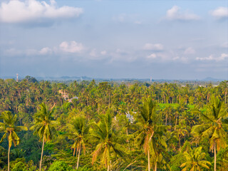 Fototapeta na wymiar Aerial drone view of spectacular and beautiful palms park over rice terraces near Ubud in Bali, Indonesia