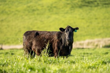 portrait of a Australian wagyu cows grazing in a field on pasture. close up of a black angus cow...