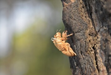  shed skin of a wasp
