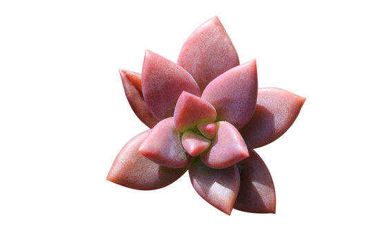 Graptosedum plants are succulents with Red and waxy leaves