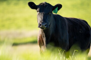 portrait of a Australian wagyu cows grazing in a field on pasture. close up of a black angus cow eating grass in a paddock in springtime in australia - obrazy, fototapety, plakaty