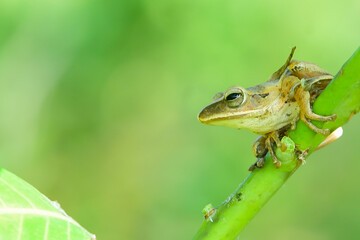 frog on a leaf