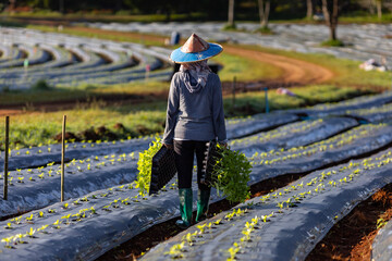 Asian farmer is carrying tray of young vegetable seedling to plant in mulching film for growing organics plant during spring season and agriculture