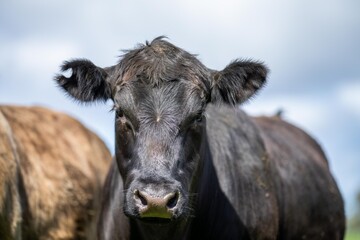 portrait of a Australian wagyu cows grazing in a field on pasture. close up of a black angus cow eating grass in a paddock in springtime in australia