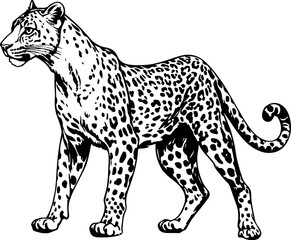 Panthera pardus Vintage Illustration