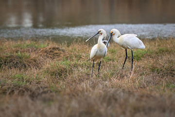 Fototapeta premium common spoonbill bird in its natural habitat of Doñana National Park, Andalusia, Spain