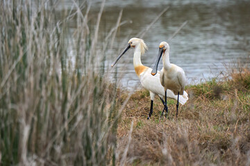 common spoonbill bird in its natural habitat of Doñana National Park, Andalusia, Spain