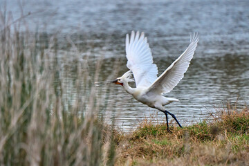 common spoonbill bird in its natural habitat of Doñana National Park, Andalusia, Spain