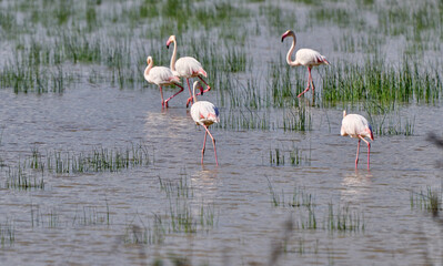 rose flamingos, Phenicopterus roseus, in the wetlands of Isla Christina, Andalusia Spain
