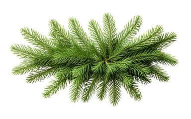 Christmas branch fir tree on white background