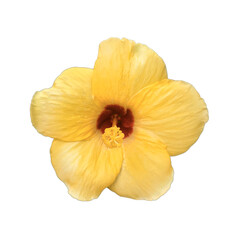 Yellow hibiscus on white background with,PNG 