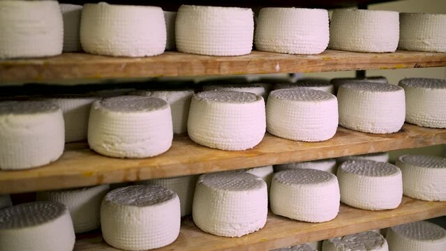goat cheese. wheel of cheese. farm products. production.healthy food. natural product - goat cheese