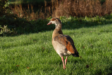 An adult Egyptian goose (Alopochen aegyptiaca) walks through a green mown meadow on an autumn morning