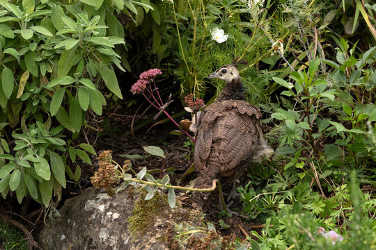 Peachick walking around the garden