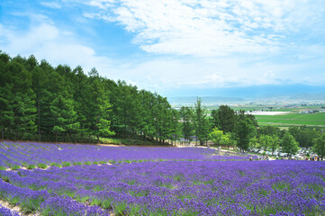 北海道富良野市・ファーム富田のラベンダー畑