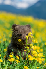 Bear cub in spring grass on mountain background. Dangerous small animal in nature meadow with yellow flowers