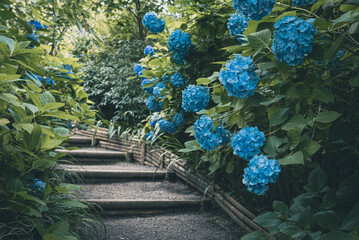 小道に咲く明月院ブルーの紫陽花（神奈川県鎌倉市）