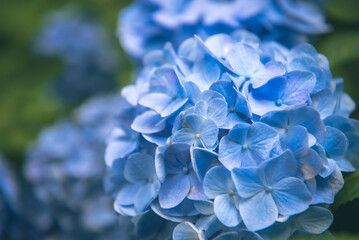 明月院ブルーの紫陽花（神奈川県鎌倉市）