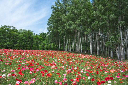 青空の下のポピー畑（北海道富良野市・ファーム富田）