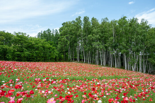 青空の下のポピー畑（北海道富良野市・ファーム富田）