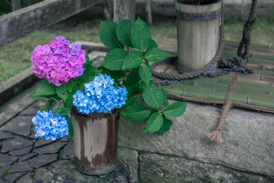 バケツに入った青と赤の紫陽花（神奈川県鎌倉市）