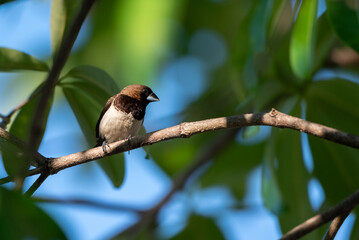 Fototapeta premium Javan Munia, The white bellied munia, Lonchura leucogaster is a species of estrildid finch