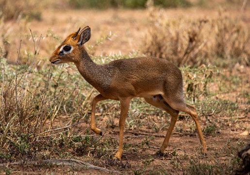 DikDik Zwergantilope