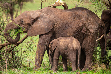 Elefant mit Elefantenbaby am fressen