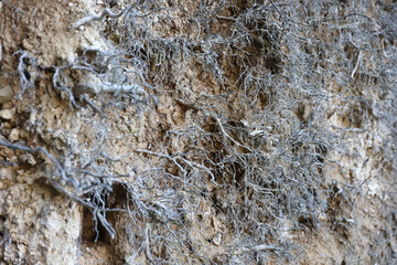 Earth section with different layers of soil, rocks and plant roots underground close up